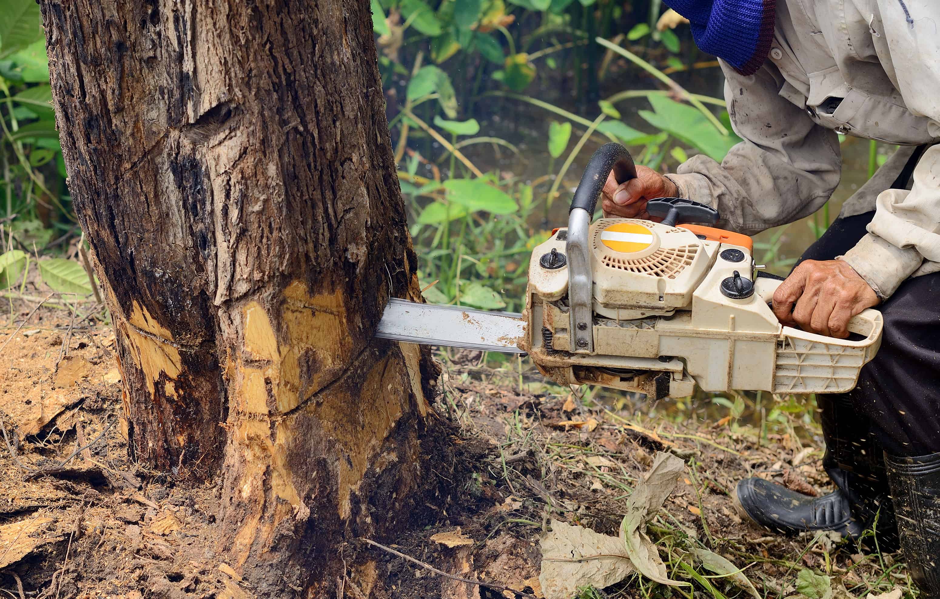 Tree Removal image